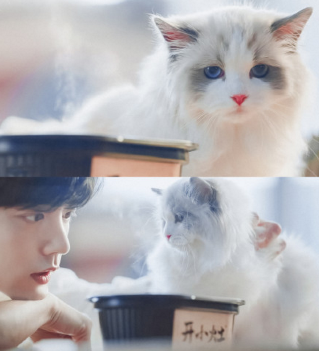 原创肖战自曝将床让给猫咪他的宠猫事迹揭示了他为何能爆红