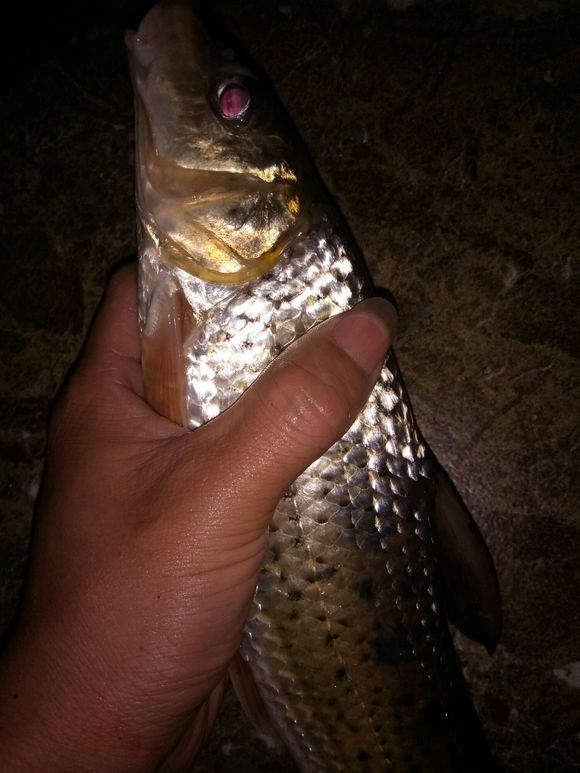 花47成鱼高效养殖关键技术