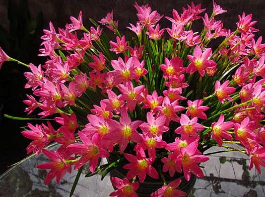 "玫瑰精品"红衣主教,艳丽红色,生机勃勃,可以说是养花必备