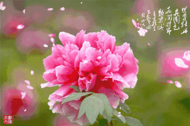 640_425gif 动态图 动图