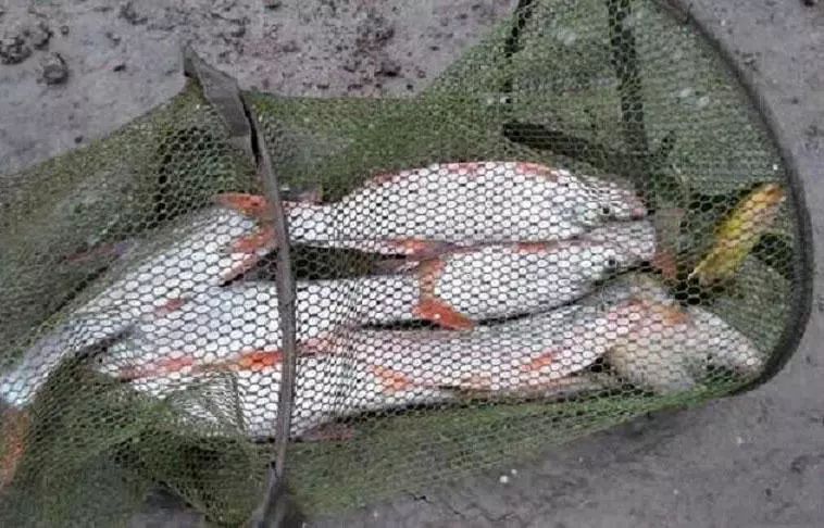 此鱼肉质鲜嫩而不腥红色的鱼鳍十分显眼深受钓者喜欢