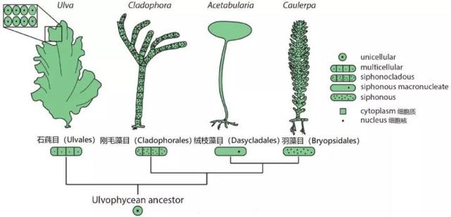 绿藻类植物中既有石莼这样很符合我们认知的多细胞生物,也有像刚毛藻