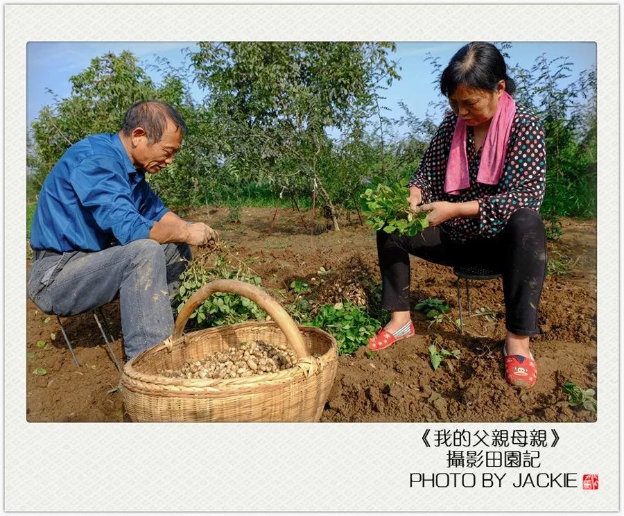 屈伟力我的父亲母亲田园纪实图片纪念辑