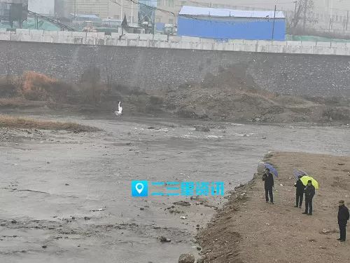 一只白鹭在丹江河被缠倒挂空中挣扎，商洛市民回家开吊车前来“搭救”