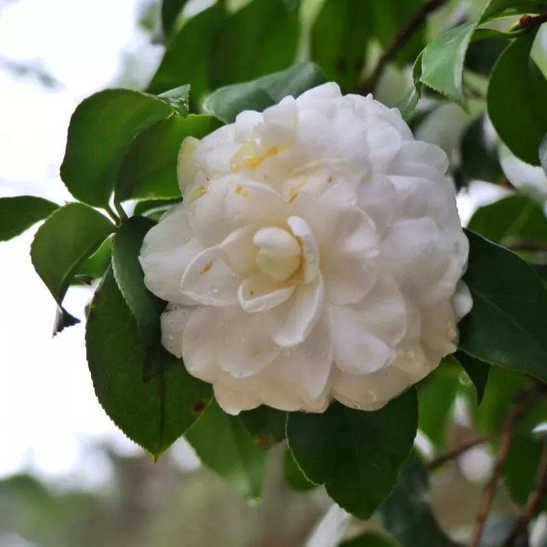 南海800多亩茶花开啦,就在佛山植物园,免费赏