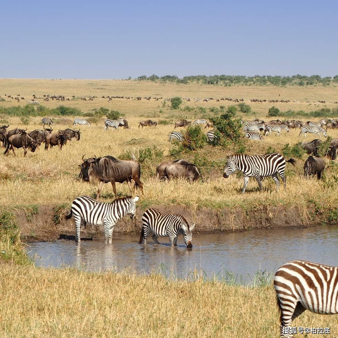 非洲的野生动物园:肯尼亚的美丽景色,大自然之子