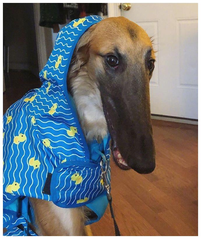 这只脸比腿都长的狗砸需要你认识一下