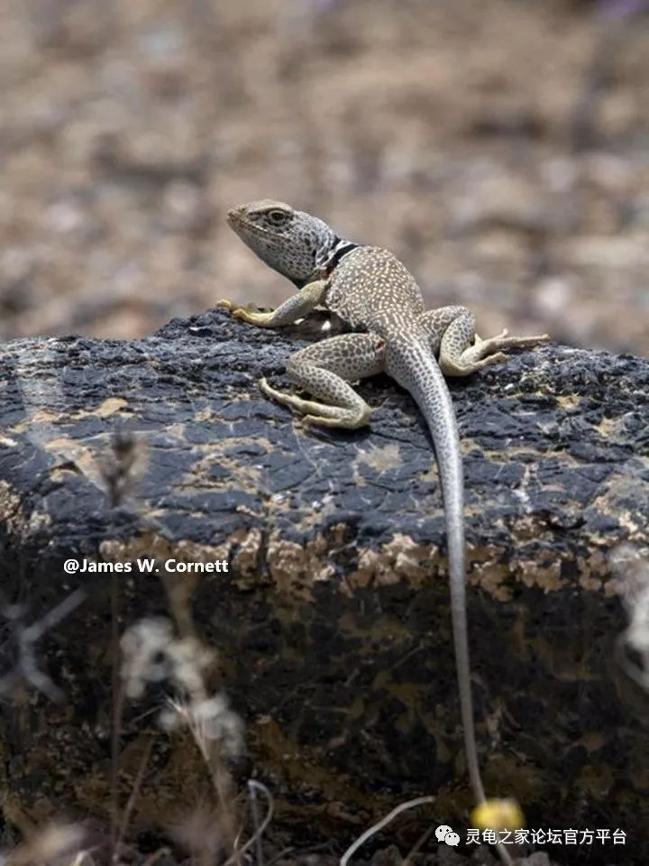 蜥蜴之断尾与再生