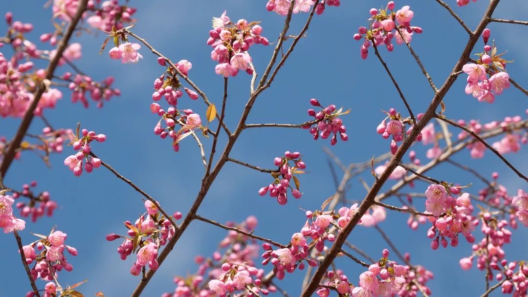 姿态各有各的美丽梁荣生 摄梁荣生摄开得如云似霞的樱花也吸引了不少