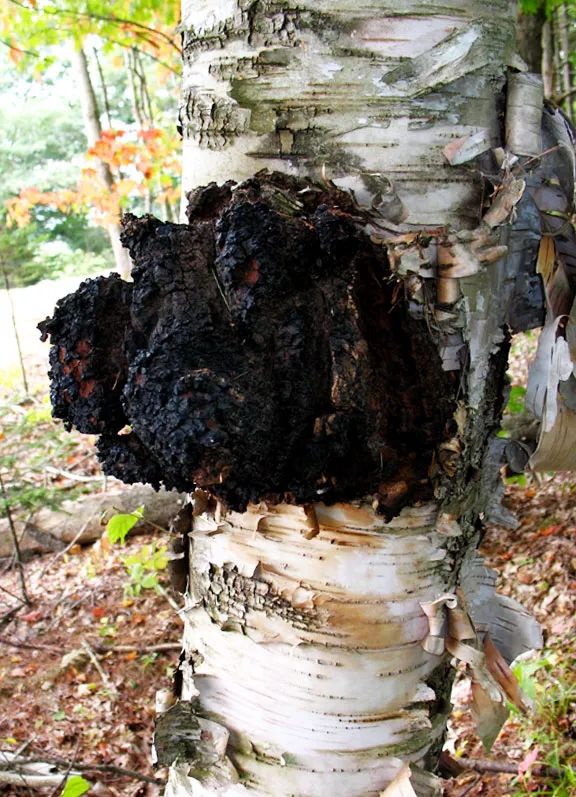 桦树泪我们通常叫它桦树汁桦树茸,其实它的学名叫桦褐孔菌,日本也将它