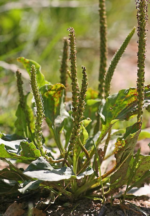 尿酸高的天敌找到了医生少吃4物多喝1水痛风不会来