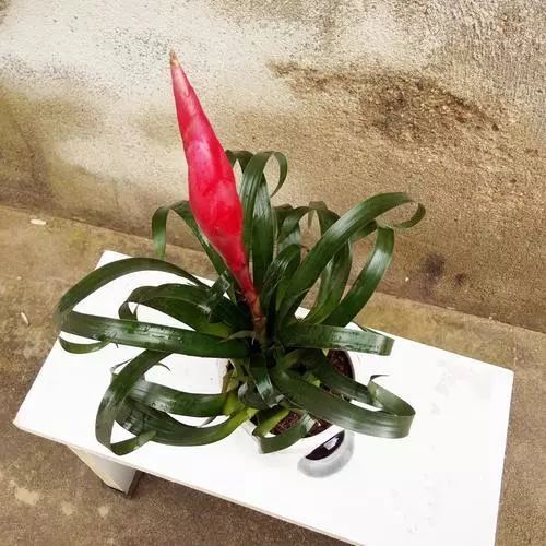 每日一花67招财手观赏凤梨花色红艳寓意招财进宝