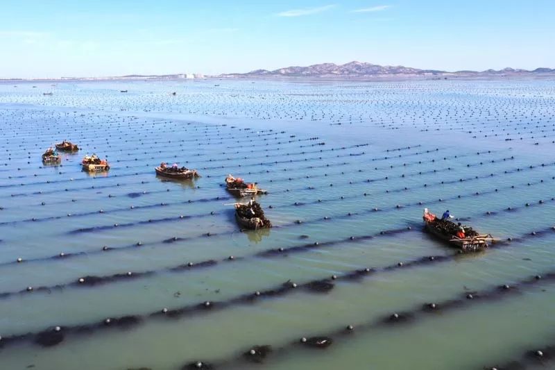 水产养殖业绿色发展看威海上