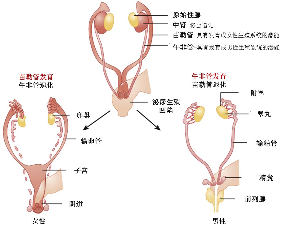 聊聊"双性人"之那些有y染色体的女人
