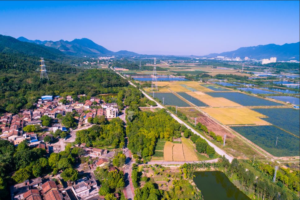 数千人齐聚四会迳口 喜庆柑桔丰收_迳口镇