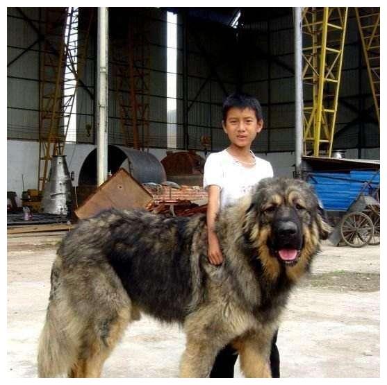 过去一只藏獒卖10万高价,今却有价无市人人喊打养殖户亏损惨重_主人