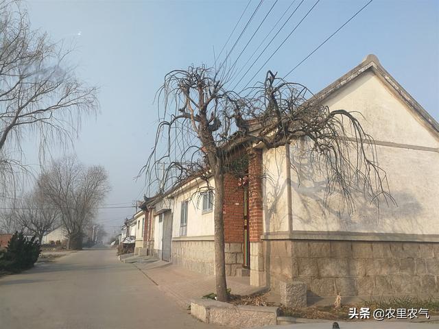 腊月里的胶东农村冷清宁静春天的气息却在潜滋暗长