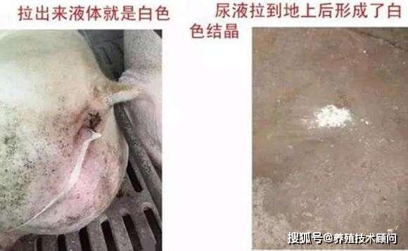 母猪流白色分泌物图片图片