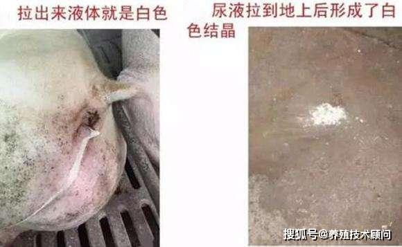 母猪排石灰尿是怎么回事应该怎么防治