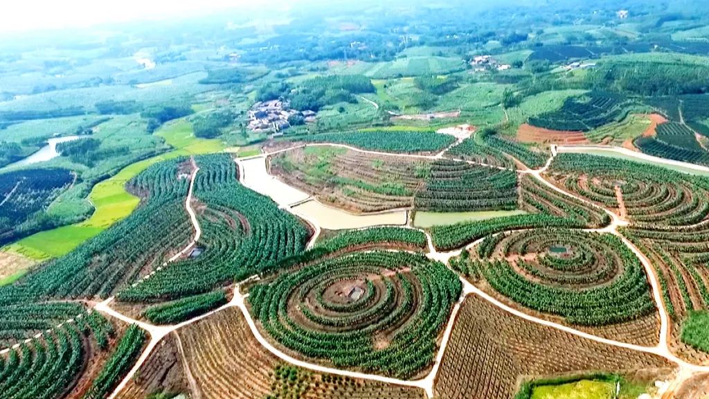 陆川县马坡镇新山村橘红产业规模化种植基地