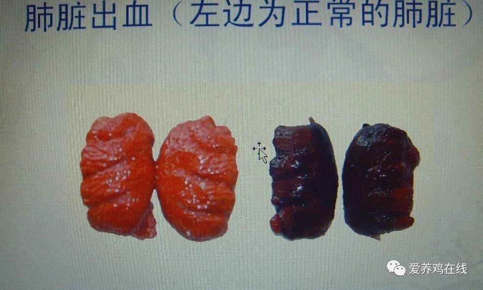 剖检症状:主要表现为整个气管与支气管出血,且分泌物变得粘稠,这个