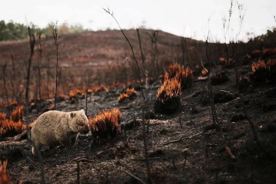 5億隻動物被燒死一場大火動物天堂變地獄