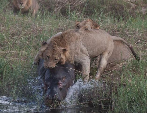 两个狮子合力攻击河马,厮杀的昏天暗地像是世界大战一样惊心动魄