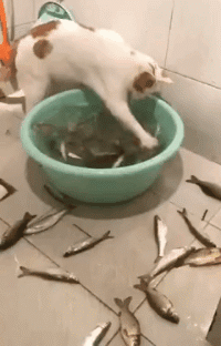 【小猫搞笑gif图片】主人 我帮你洗鱼