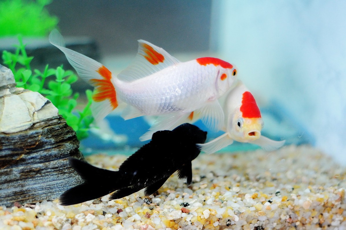 家养金鱼缸养金鱼方法详解