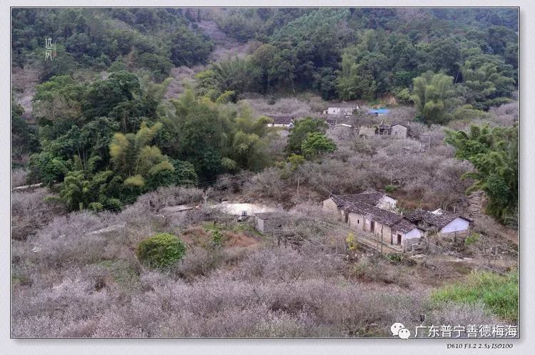 善德村位于普宁大坪镇,素有梅海之称,当香雪飘来的时候,老友三度相聚