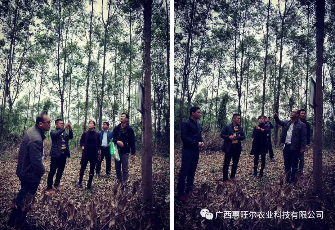 如何让桉树林地种植简单化