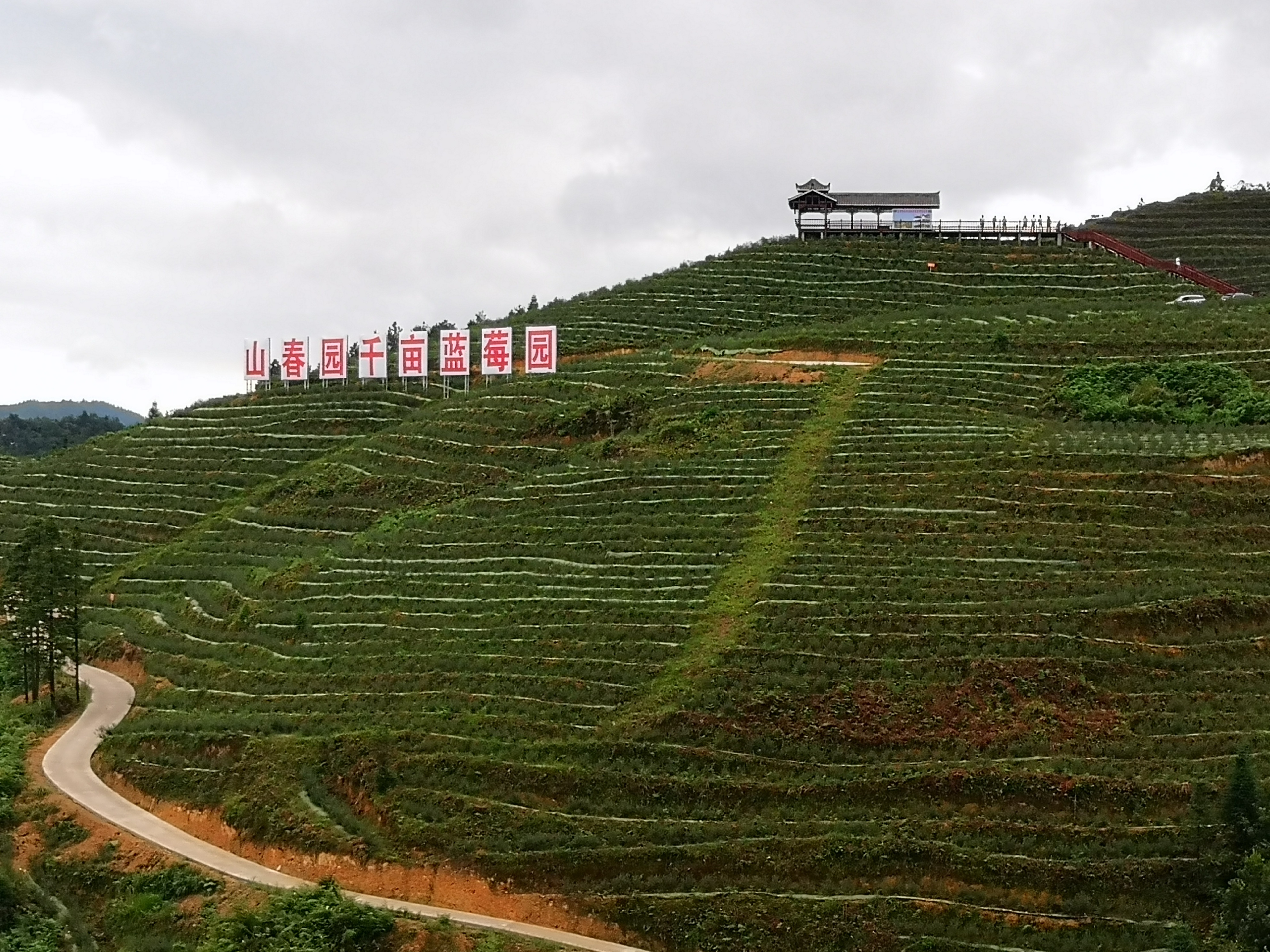 贵州麻江蓝莓基地图片