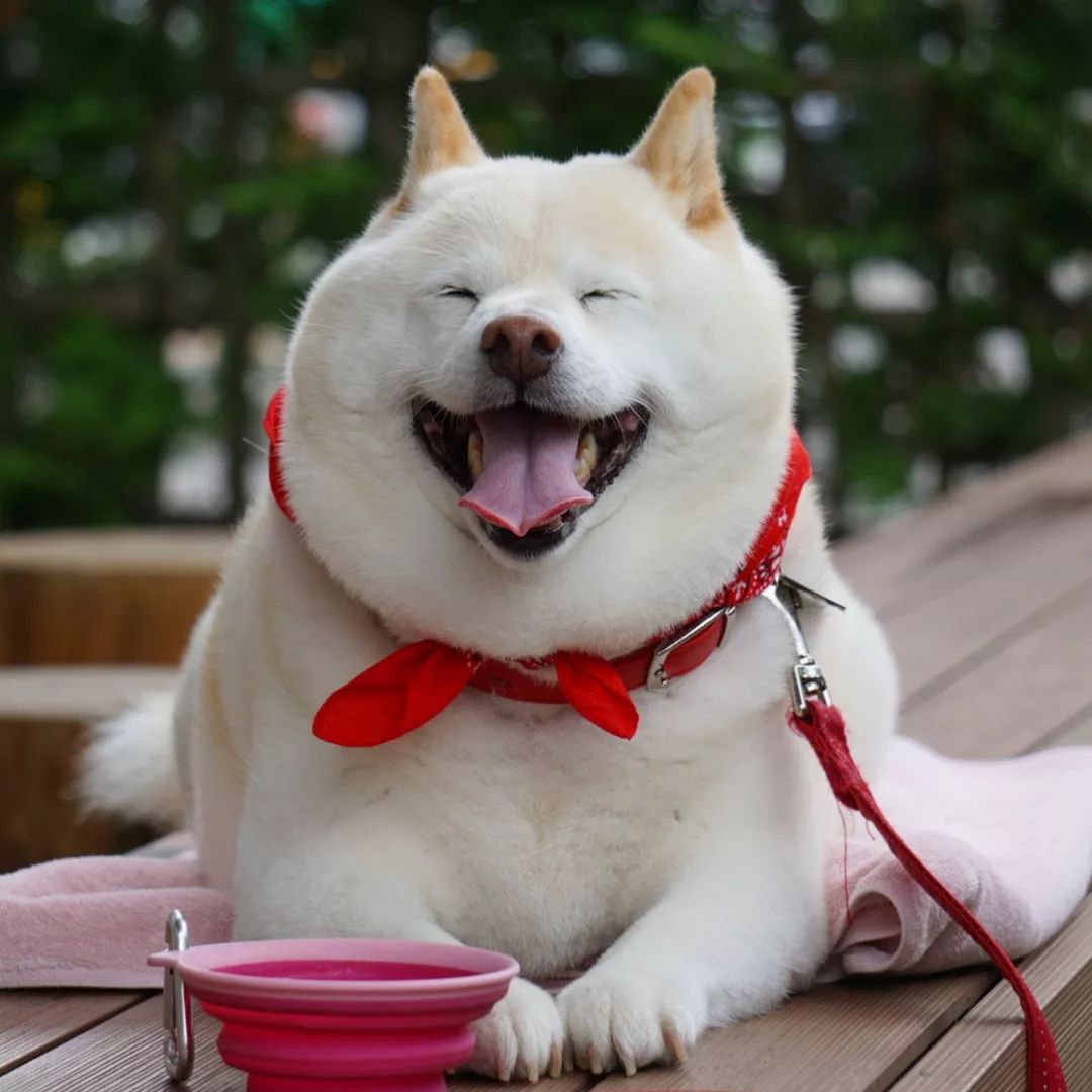 太胖会影响健康,但很健康的胖砸,也其有独特的美哦!