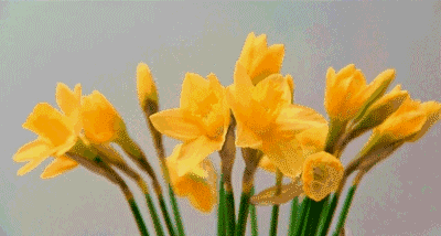 400_214gif 动态图 动图