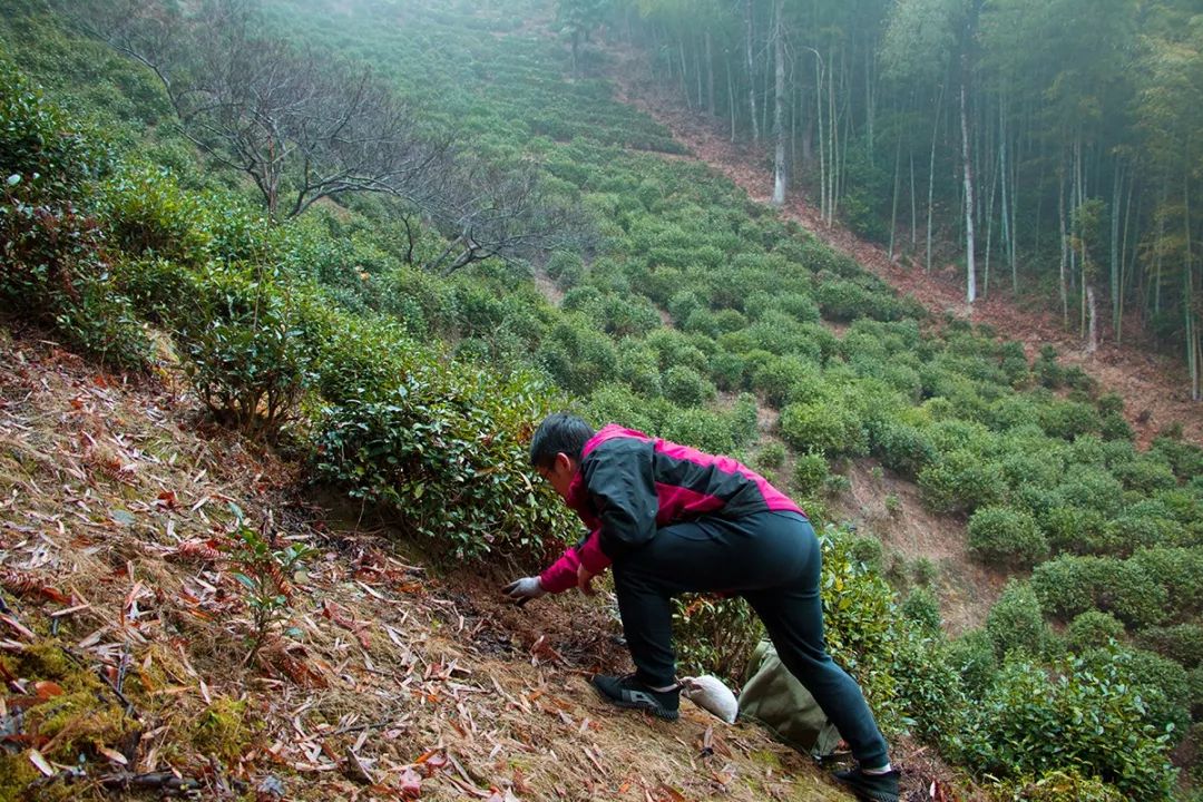 景区村庄丨箬阳乡茶园村茶园深处有人家