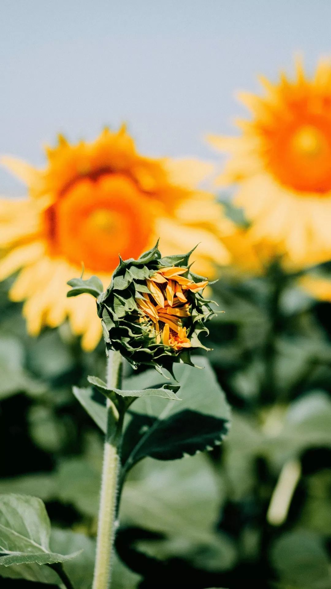 手机壁纸高清4k超清唯美壁纸精选