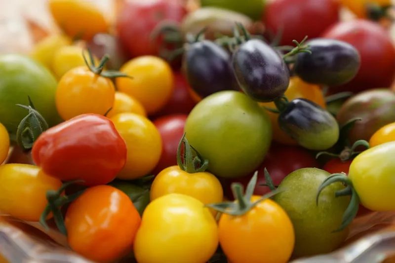 厚街有人种出七彩番茄看图就想吃