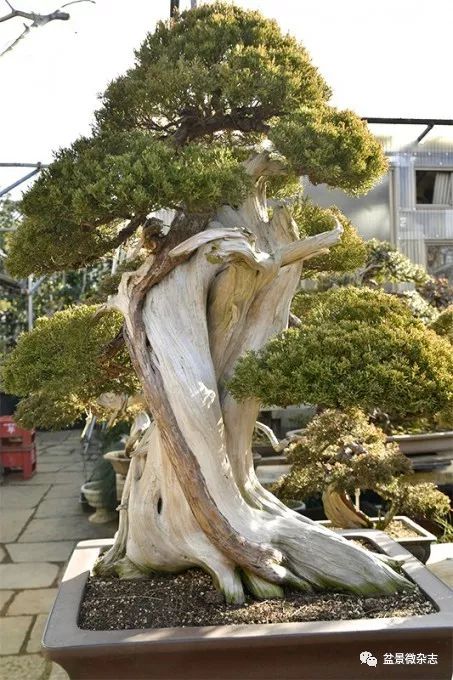 树龄千年以上的东北真柏