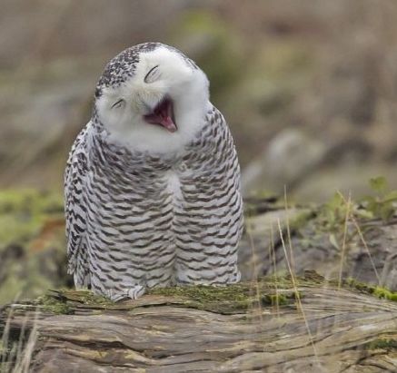 有句话是这么说的,如果北极熊是北极地区的陆地霸主,那雪鸮是北极