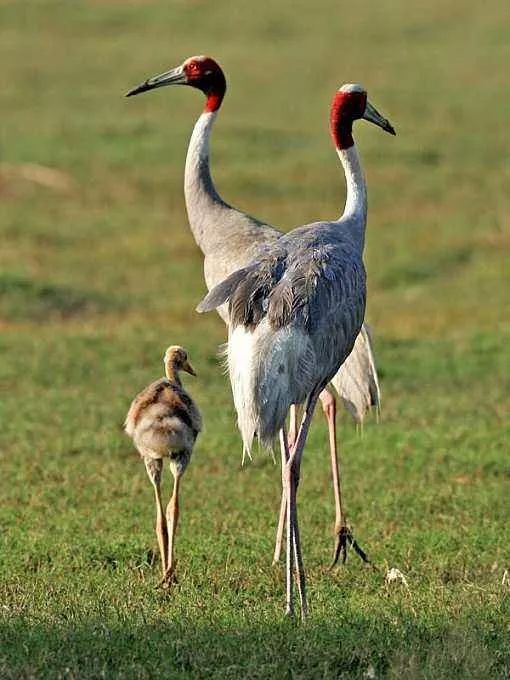 如何分辨我国的9种鹤