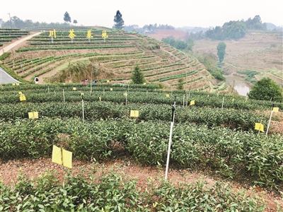 打造中国早茶第一镇,现有早茶茶园面积8万亩,是全国早茶面积最大的