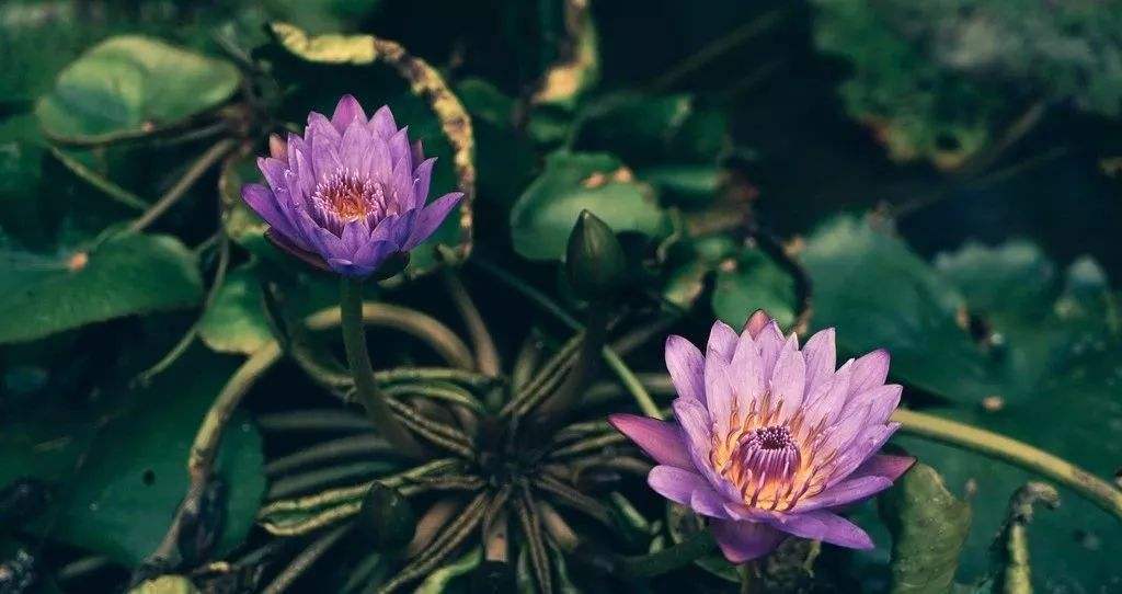 佛教中的 八难三途 指什么 佛法