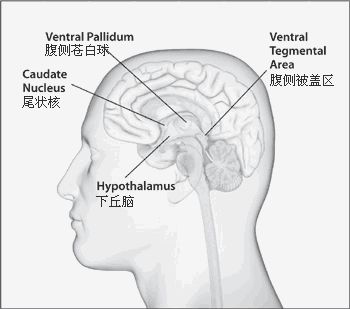 大脑中永恒的爱恋下