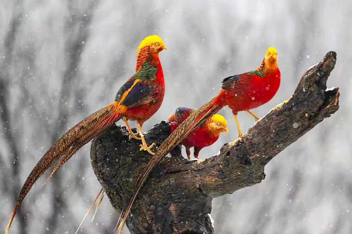 原创大雪茫茫山西深山中发现一群小凤凰看它们活成啥样