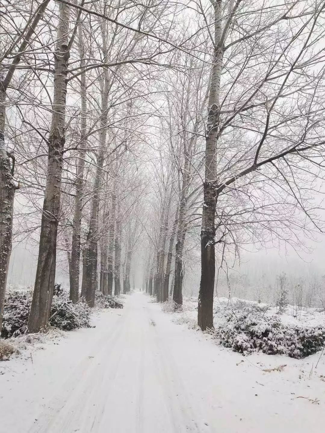 菏泽,你凭什么还不下雪!