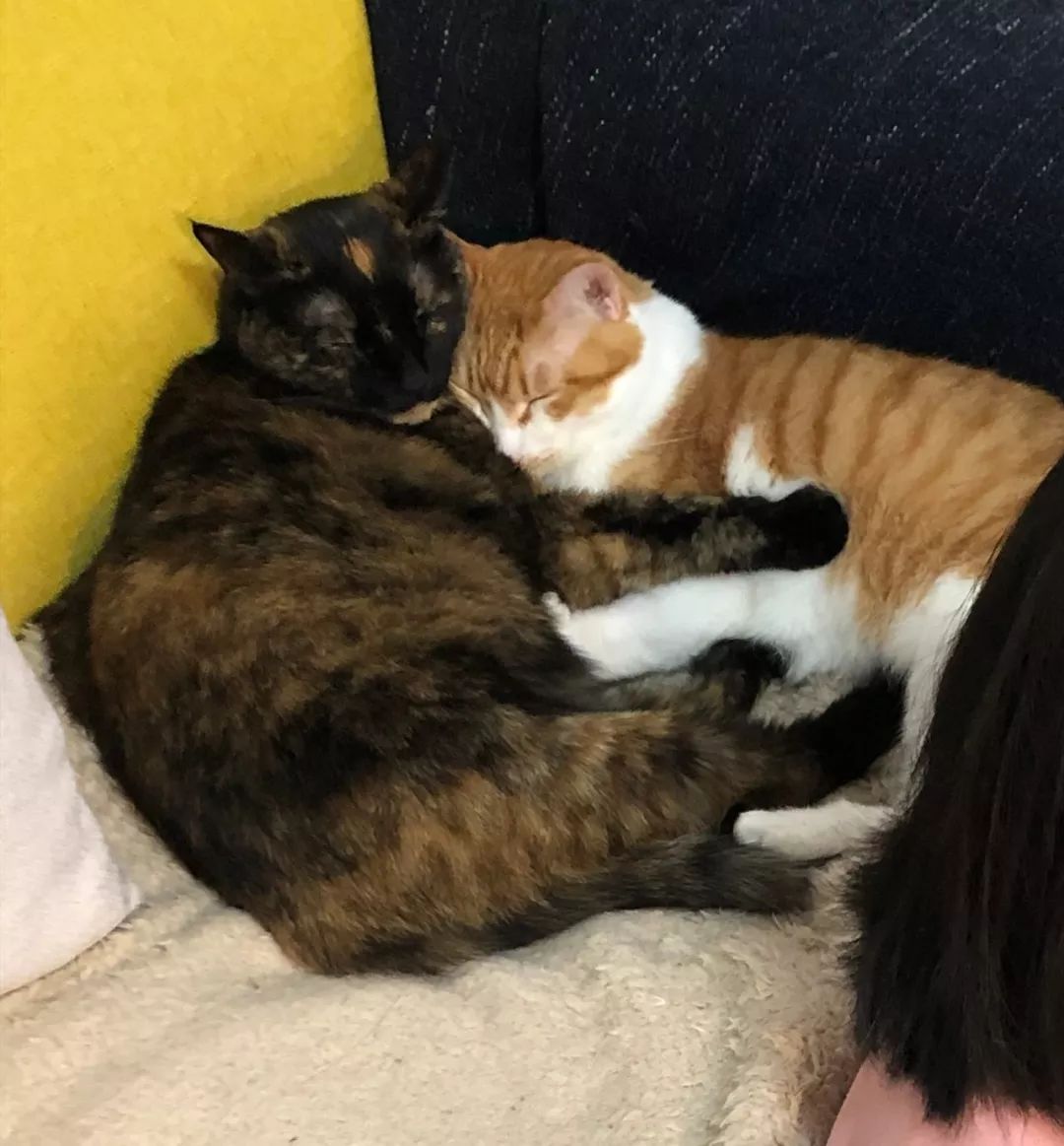 两只猫感情好到睡觉都要头对头,这该死的兄妹情,我酸了!