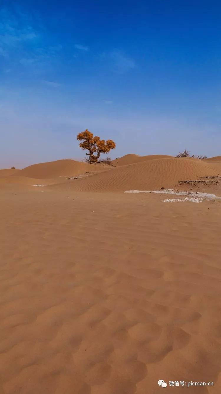 南疆风情之十七《大漠中的胡杨》