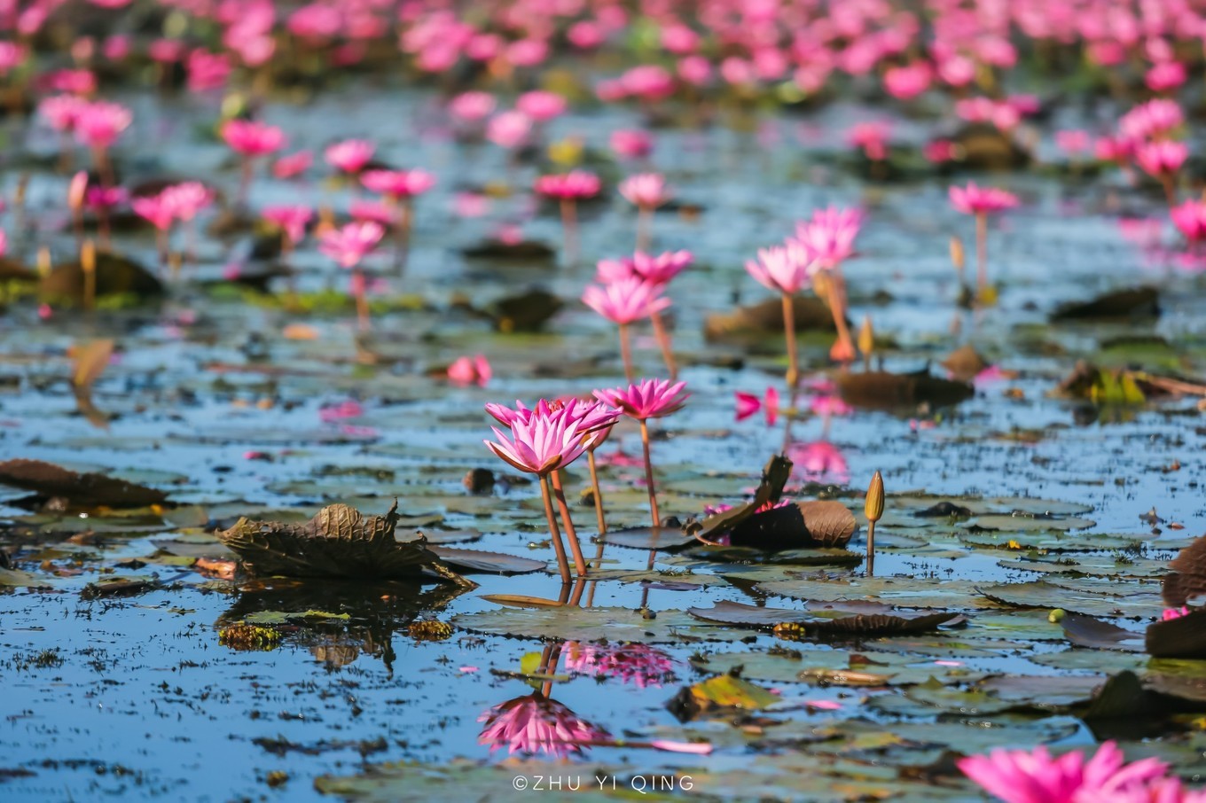 原创泰国也有座太湖开满莲花而成为世界奇观藏在边境很少中国游客