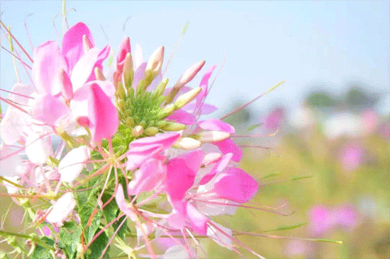 月24日【门票包含】1,伟丰农场2大2小入园门票;2,竹排环游一次,手摇船