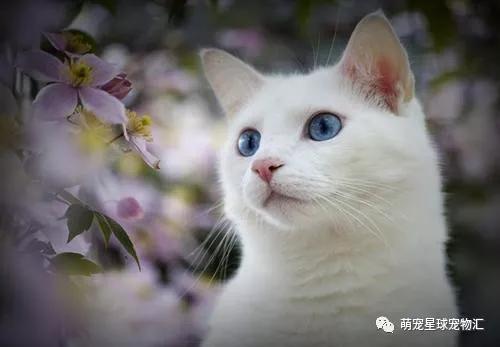 萌宠故事] 九尾猫得道修仙的传说_愿望